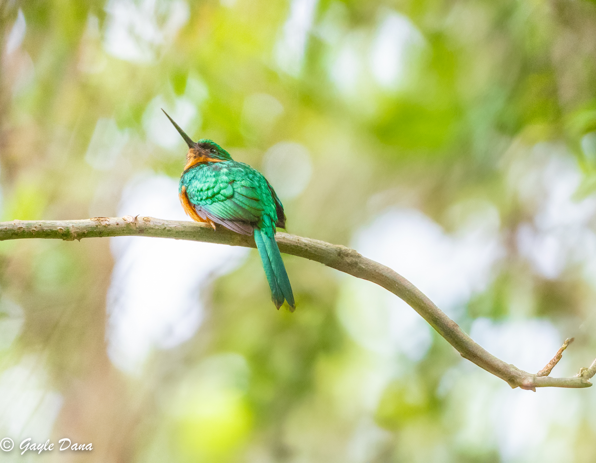 Rufous tailed Jacamar
